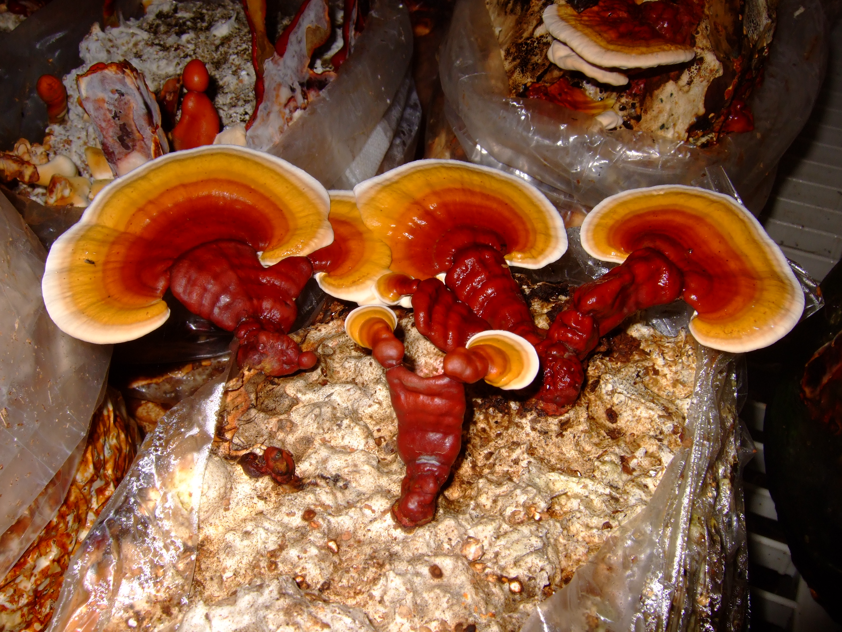 Трутовик лакований або ганодерма блискуча - Ganoderma lucidum (Fr.) Karst.. або Fomes lucidus. або Ganoderma sulcatum